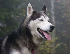  养狗达人黑米跟你分享,为什么哈士奇不能当警犬