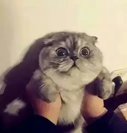 头像猫咪图片情侣头像郭