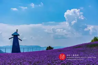  999爱在贵州醉美普罗旺斯走进放马坪草原,赏浪漫花海,豪叹五星酒店
