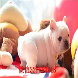  遵义哪里能买到法斗黑色法国斗牛犬双血统法斗斗牛犬图片