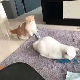  猫咪看到同伴睡在地上,直接跳过去一把抱住