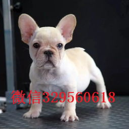  舟山哪里能买到斗牛犬法牛图片斗牛犬价格虎斑法牛纯种法国斗牛犬