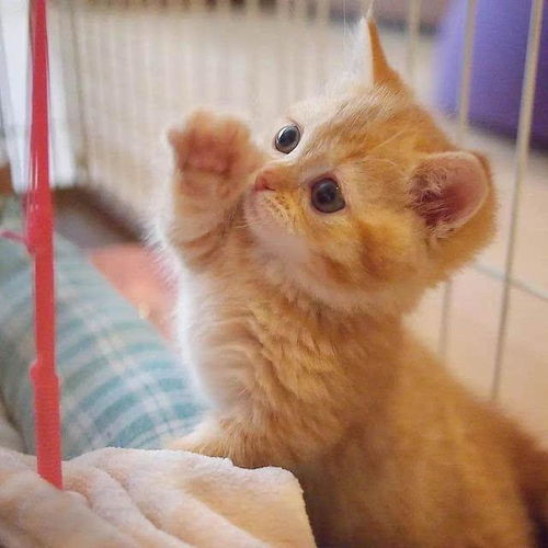  往事1猫