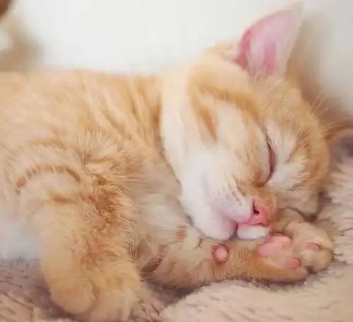 猛吸一口来撸橘猫啦