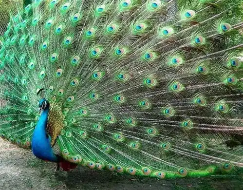  孔雀飞行,千年罕见忍不住发给你