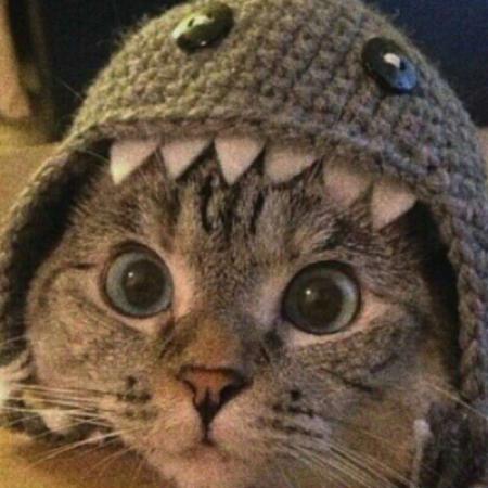 最近火的猫咪情侣头像不
