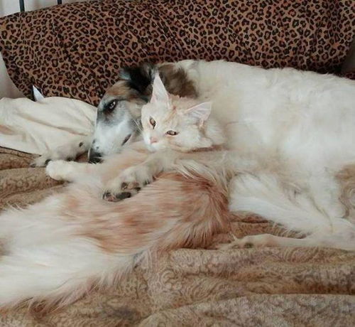  猫咪和狗狗不和,一般不是主人的错,而得看猫主子的接受程度