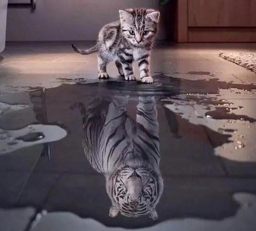  猫和老虎体型一样大,谁厉害