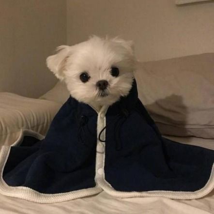  最富的玛尔济斯犬,主人1200万美元让其继承,24小时被保护