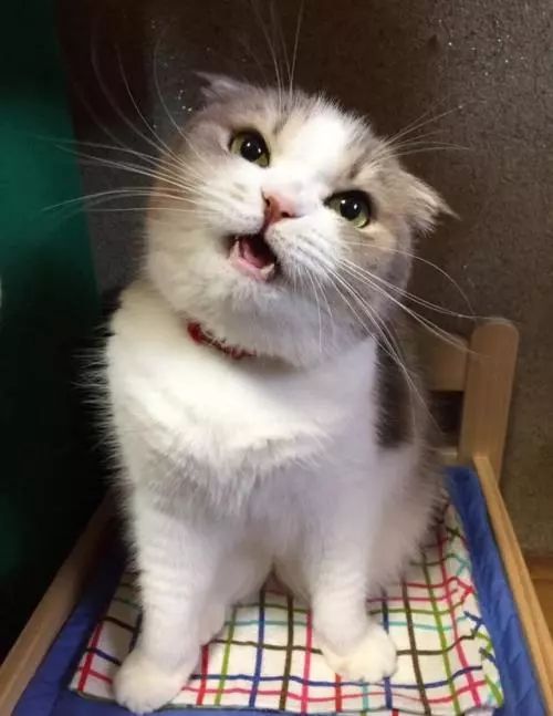  冬季养猫必须知道的那点事儿