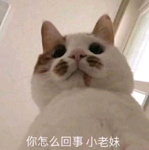  可爱搞笑的沙雕最新热门表情包图片