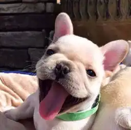  这次,我把预防和治疗斗牛犬狗癣的办法都告诉你了