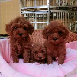  贵阳哪里有卖泰迪熊纯种泰迪价格棕色泰迪犬图片