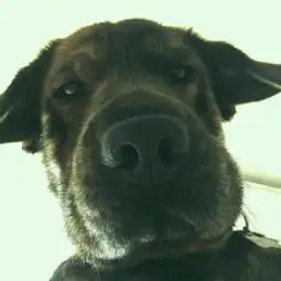 单身狗薯片情侣头像长得