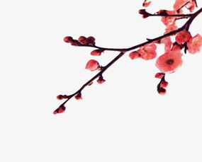 不离不弃的情侣头像梅花