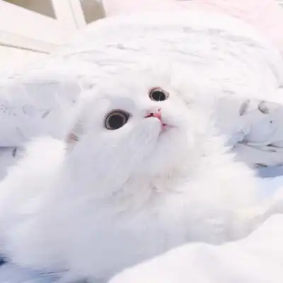  微信头像图片可爱动物合集