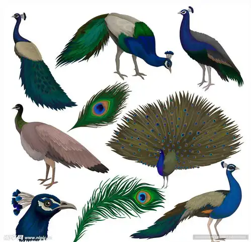  孔雀设计图其他素材