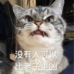  我想要超凶猫一系列的表情,哪位大神可以发给我