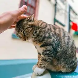  猫咪为何对摸头杀毫无抵抗力