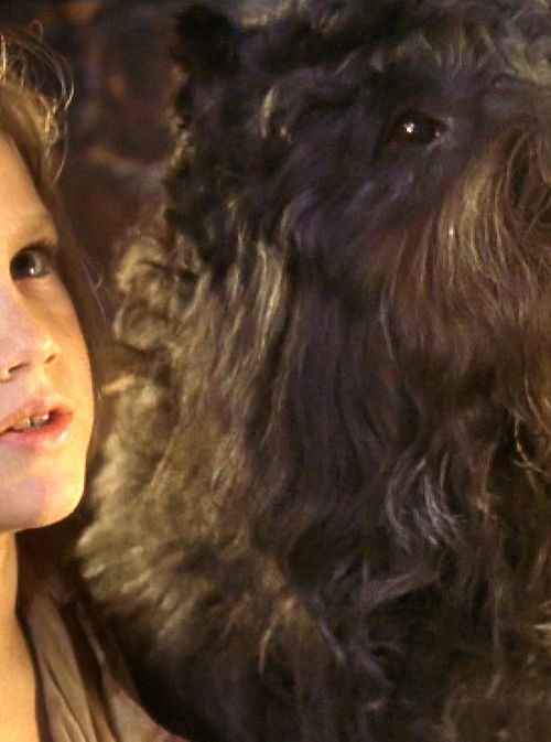  义犬报恩我失去了所有,唯独你一直守护在我身边不离不弃影视解说
