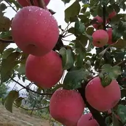 微信头像图片果实累累