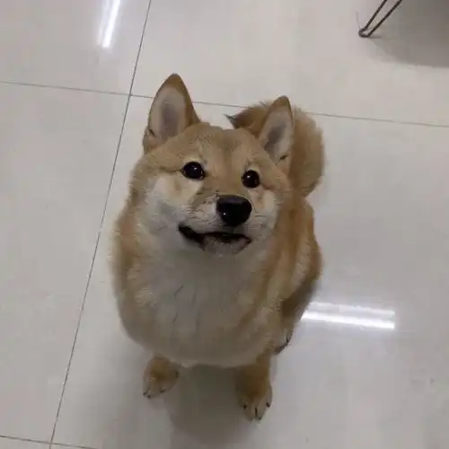  柴犬,六个半月就要七个月了,嘴边右边的黑毛还能褪掉吗
