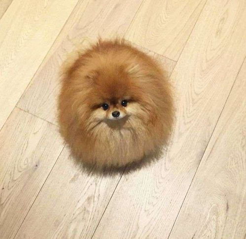  只圆滚滚的萌宠猫猫狗狗,看着就好想伸手摸摸它们