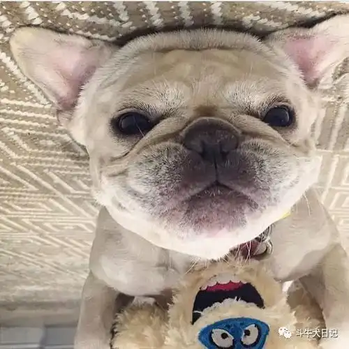  这些萌宠图片绝对是牛圈的一股清流,斗牛犬都是靠颜值吃饭宠物萌宠斗牛犬图片