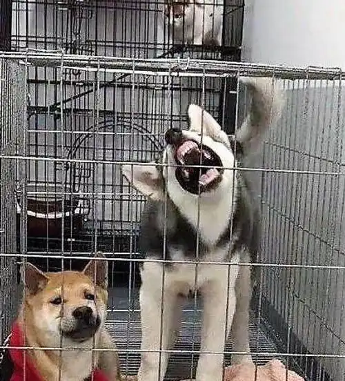  大柴犬邪魅微笑,卧看二哈尽情演出,接下来一幕让人笑疯