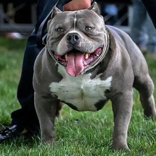  恶霸犬号称犬界爱马仕,价格为何这么贵它到底哪里吸引人