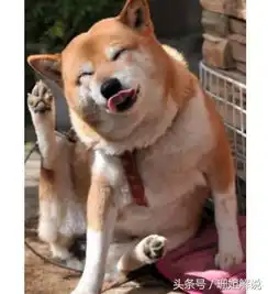  对主人最忠实的犬排行,看到最后也没找到家里的哈士奇