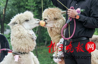  无锡动物园羊驼情侣婚了草坪婚礼等您来见证