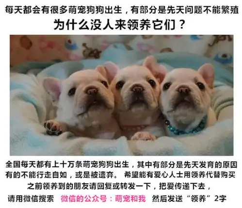  萌宠图片可爱到爆的斗牛犬,每一张都适合做头像
