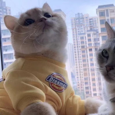  猫猫情头