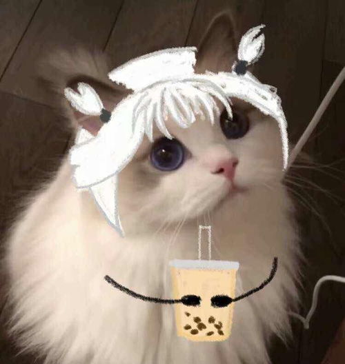  猫咪光遇头像