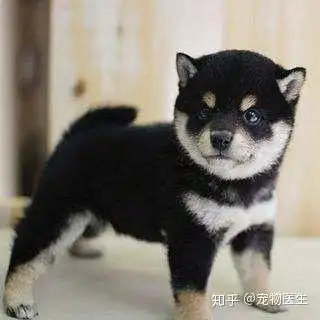  怎么看一只黑色柴犬