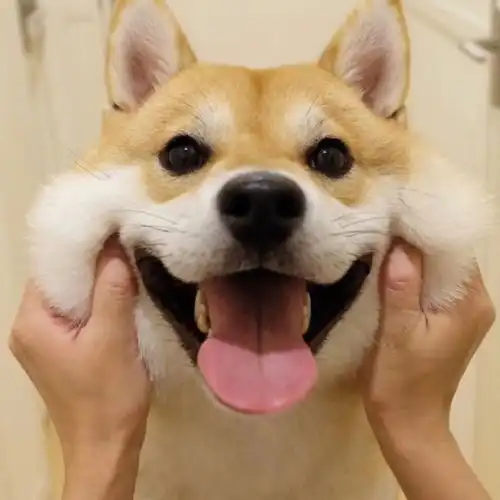 这个是不是情侣用的头像 这个是不是情侣用的头像