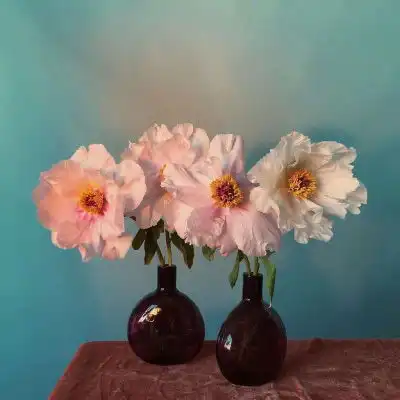  花朵头像唯美图片女性中年人微信头像首选