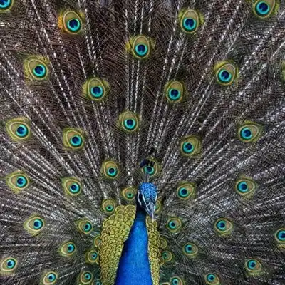  孔雀微信头像美丽迷人的孔雀图片