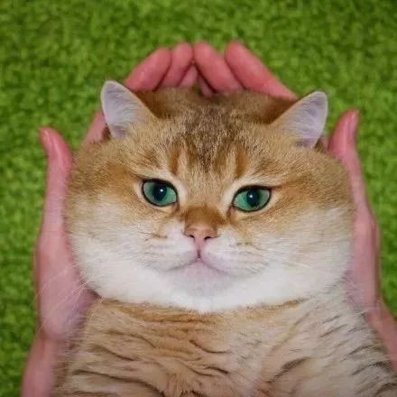 男孩和猫情侣头像橘猫