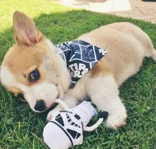 头像动物可爱萌狗