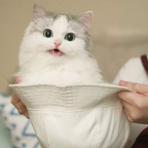 最近火的猫咪情侣头像一生所爱