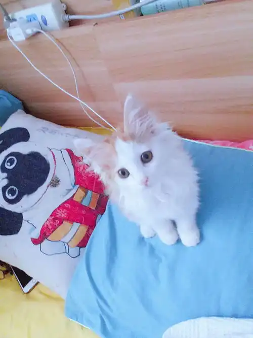  猫为什么不吃鱼
