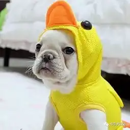  萌宠图片可爱到爆的斗牛犬,每一张都适合做头像