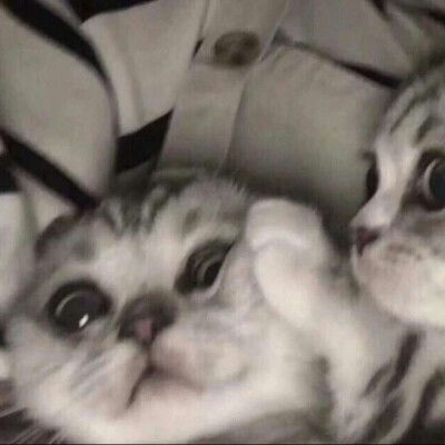  猫狗情侣闺蜜头像
