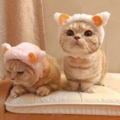  可爱猫咪头像生命的意义就是成微信头像我要个性网
