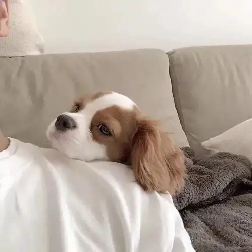 背景图该怎么怀念你我走失的狗 背景图该怎么怀念你我走失的狗