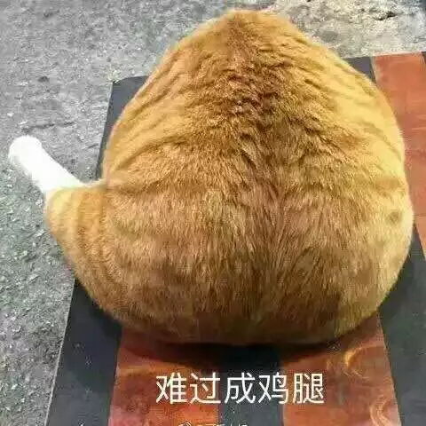 大路的相册动物表情包