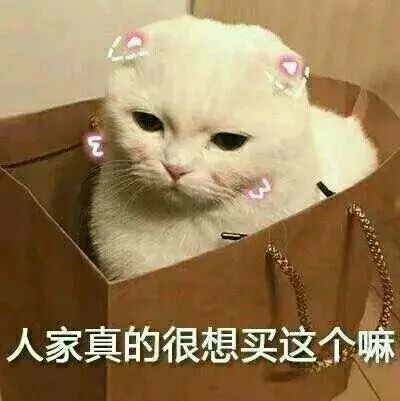 微信头像男表情图片猫咪