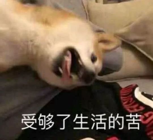  今日份沙雕表情包i我爱你你听见没